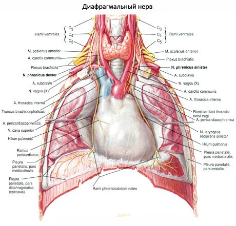 Membrana