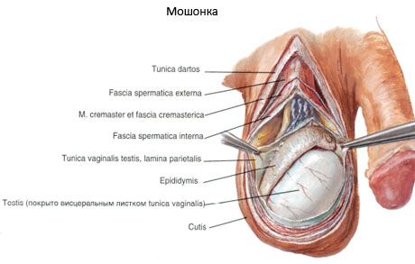 Moszna