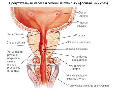 Gruczoł krokowy (prostata)
