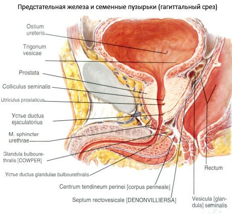 Gruczoł krokowy (prostata)