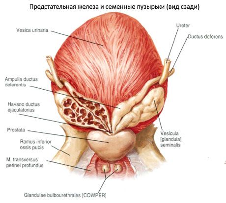 Gruczoł krokowy (prostata)