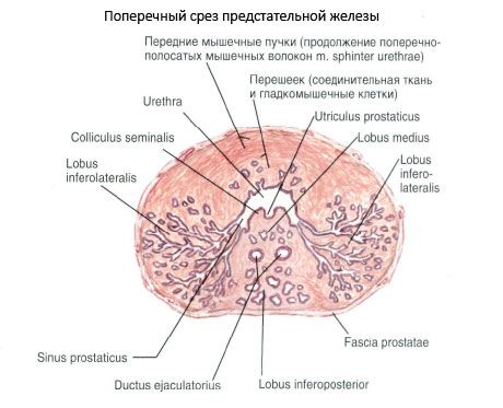 Budowa gruczołu krokowego