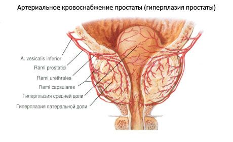 Naczynia i nerwy gruczołu krokowego